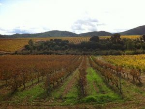 Cariñena y Calatayud